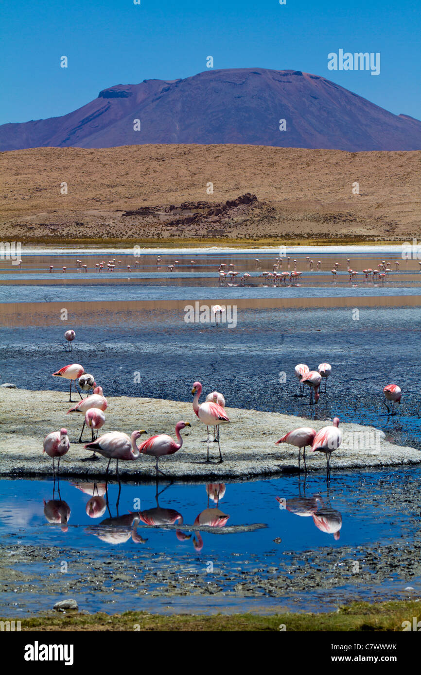 The stunning scenery of Laguna Polques in Reserva de Fauna Andina
