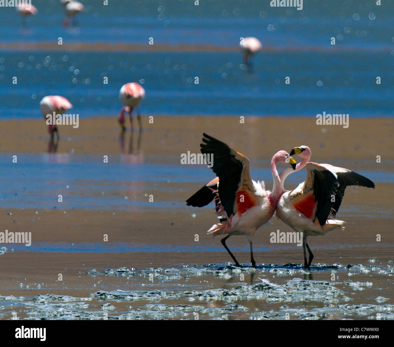Two flamingos sparring in the waters of Laguna Polques,  Reserva de Fauna Andina Eduardo Avaroa, Bolivia Stock Photo