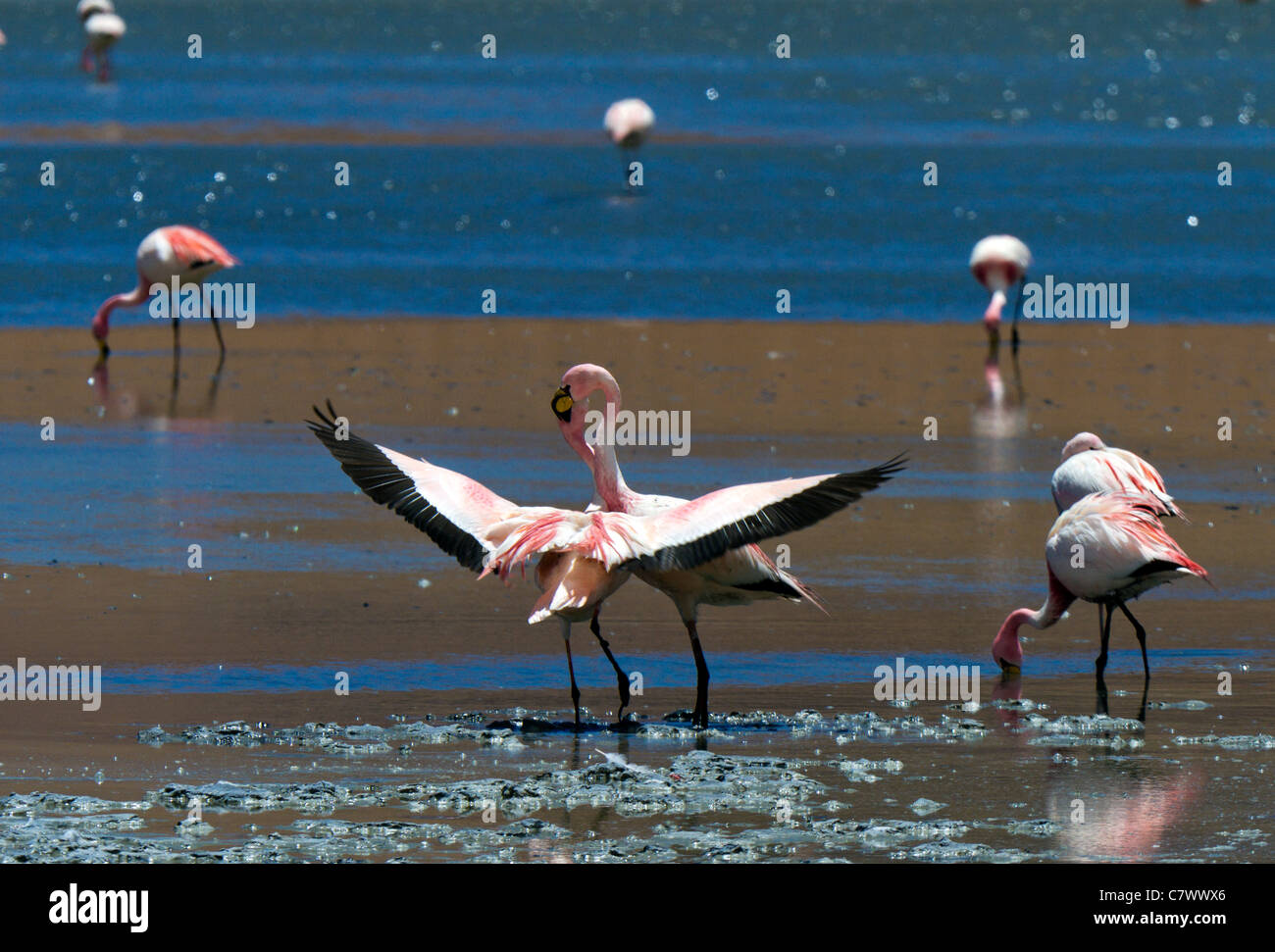 Sparring flamingos in the waters of Laguna Polques, Reserva de Fauna Andina Eduardo Avaroa, Bolivia Stock Photo