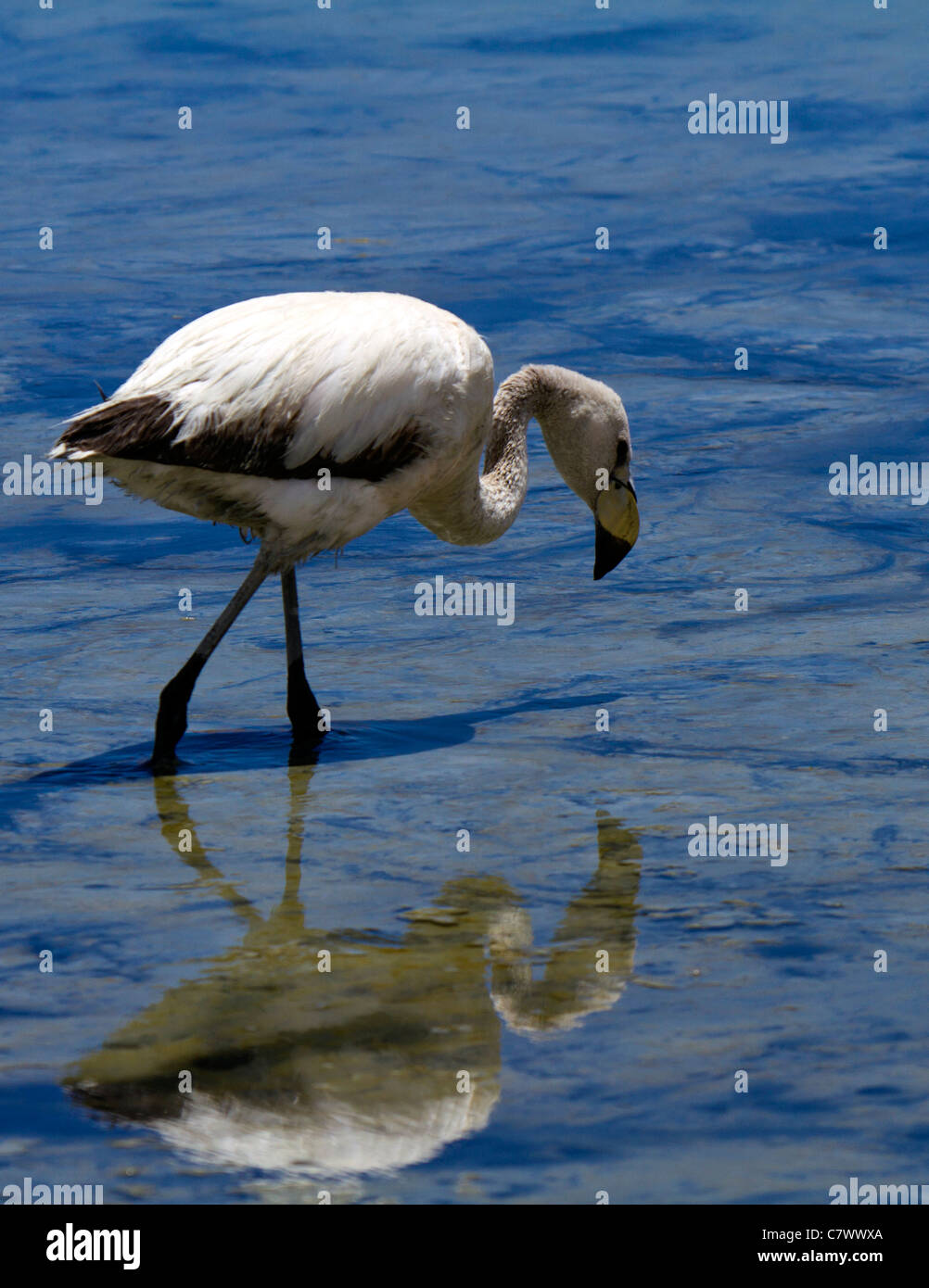 A juvenile flamingo is reflected in the clear waters of Laguna Polques, Reserva de Fauna Andina Eduardo Avaroa, Bolivia Stock Photo