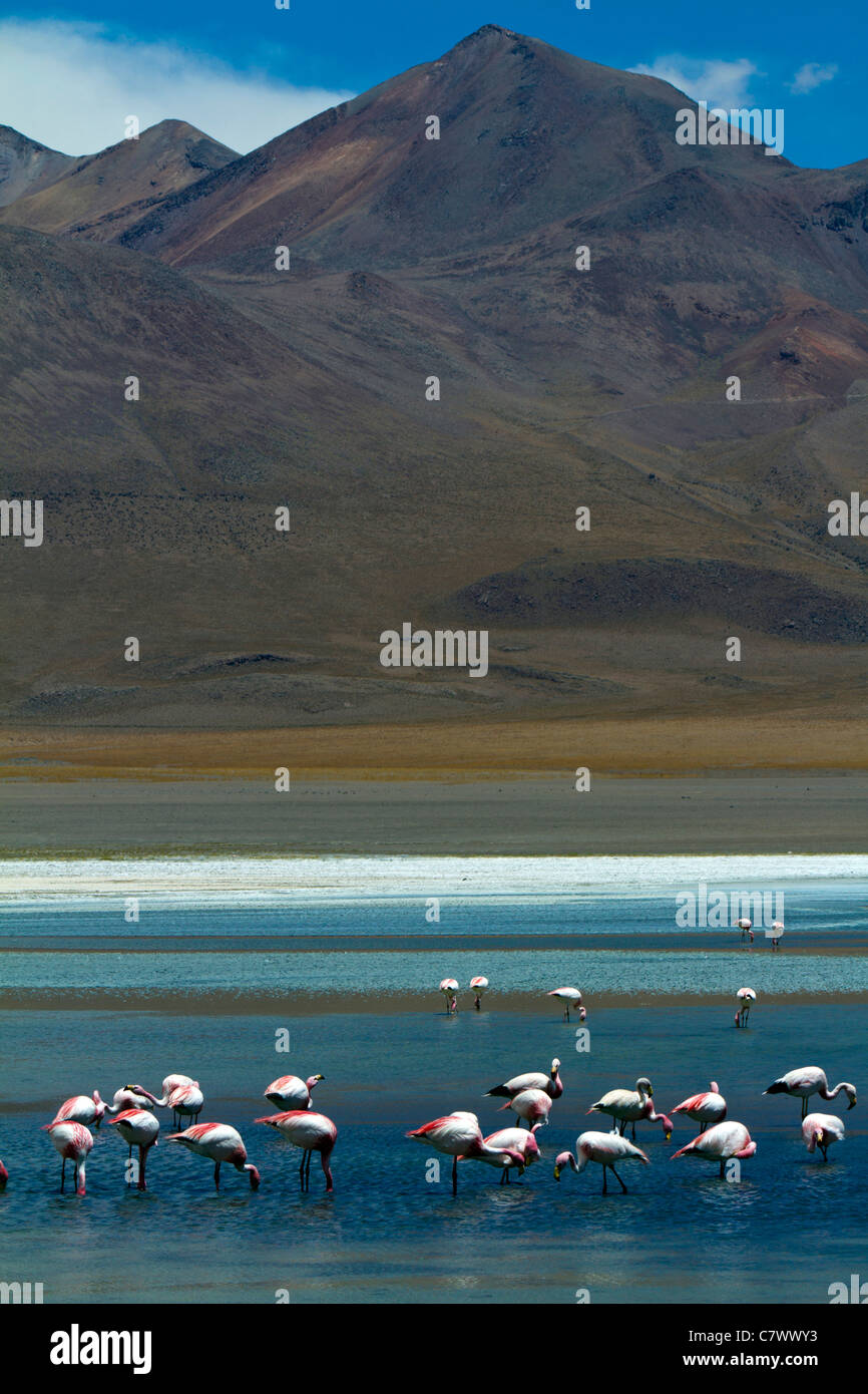 Laguna andina hi-res stock photography and images - Alamy