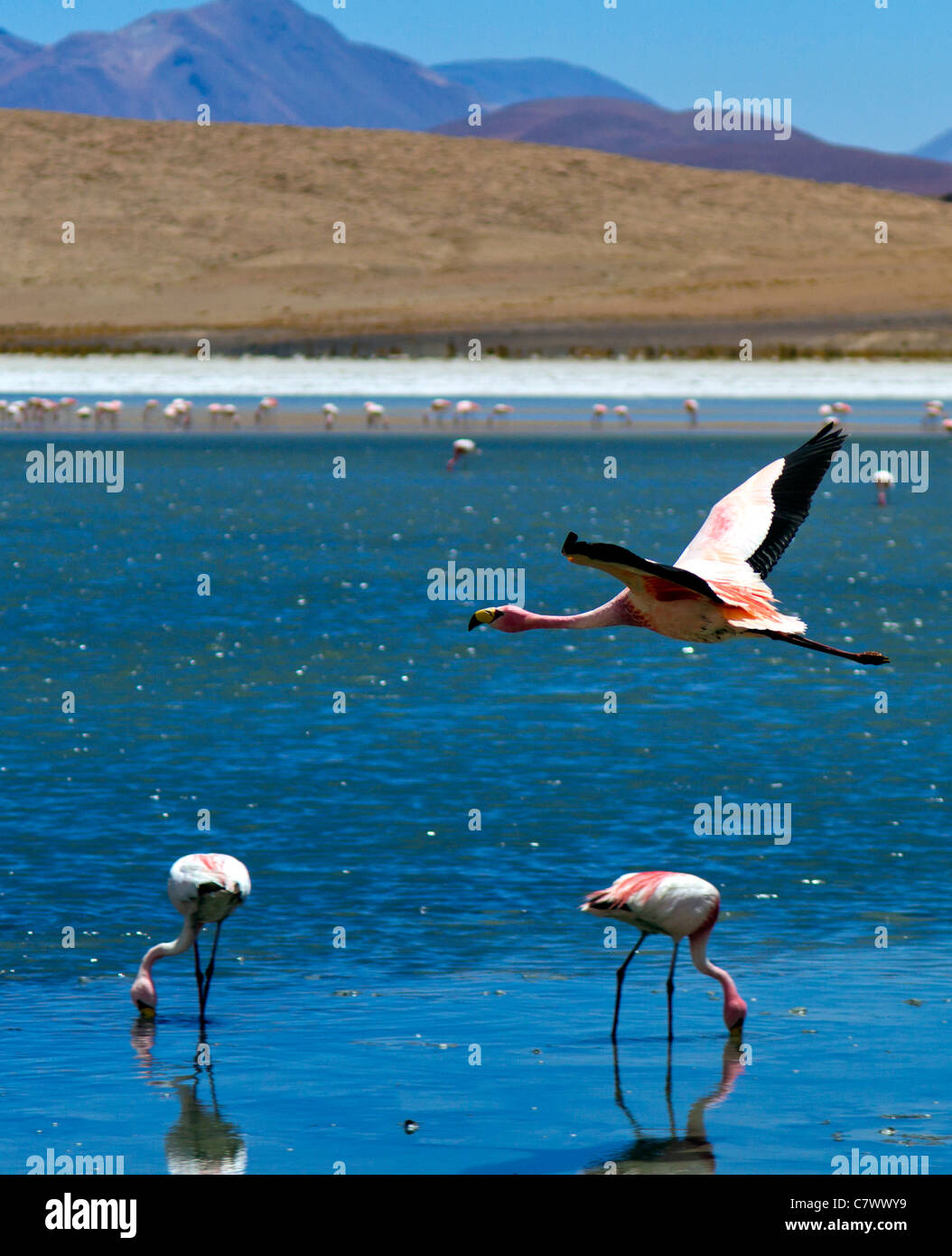 Laguna andina hi-res stock photography and images - Alamy