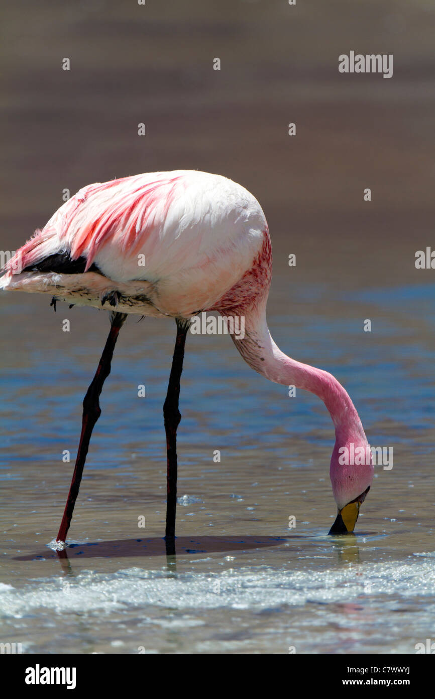 A James'  Flamingo grazes in the Laguna Polques, Reserva de Fauna Andina Eduardo Avaroa, Bolivia Stock Photo