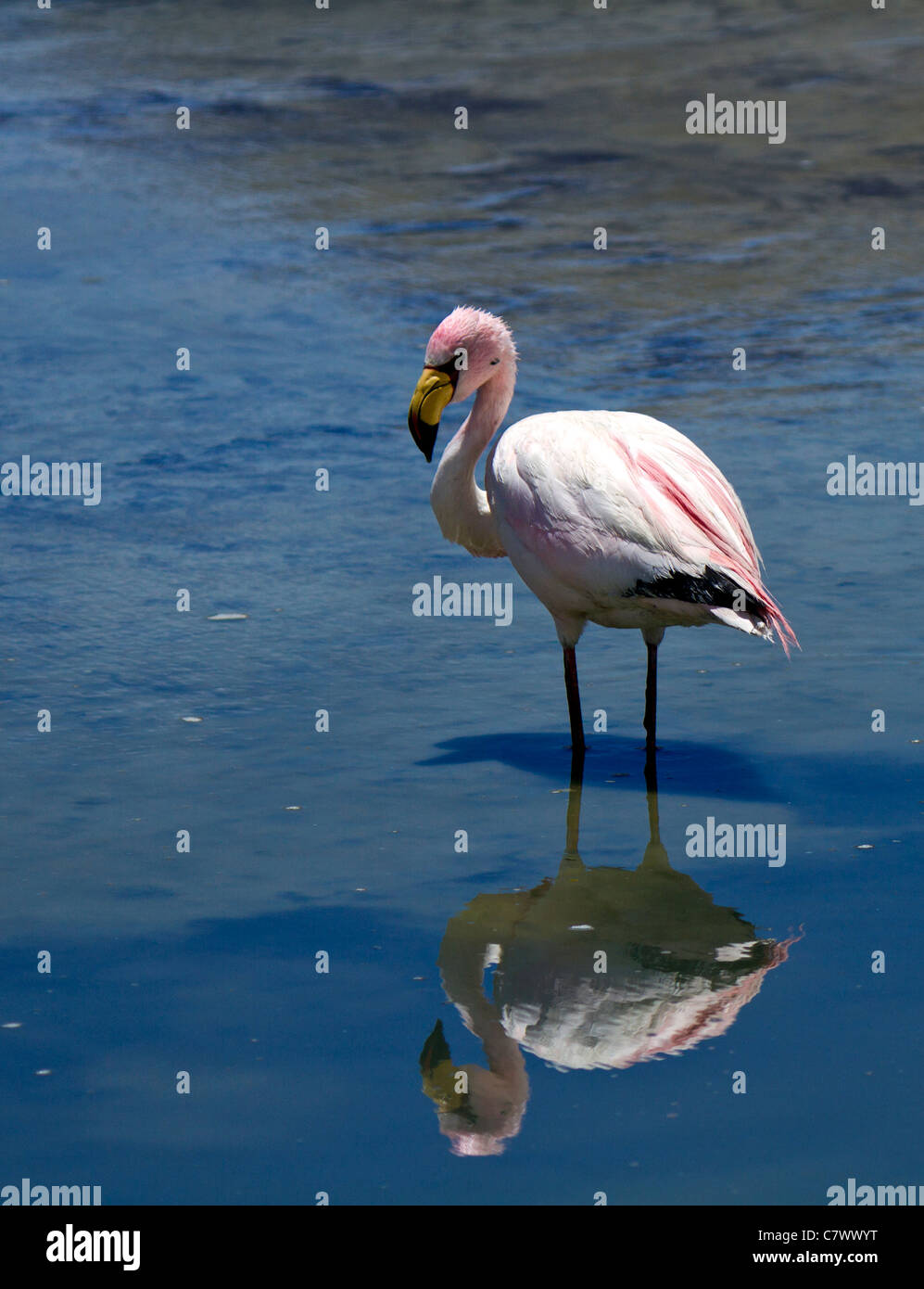 A James' Flamingo reflected in the waters of Laguna Polques, in the Reserva de Fauna Andina Eduardo Avaroa, Bolivia Stock Photo