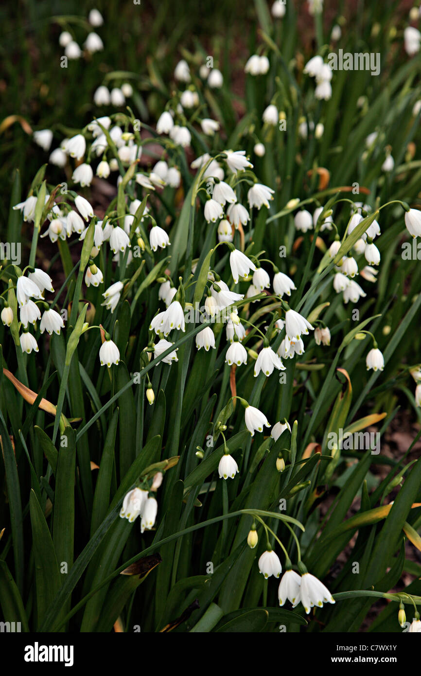 Leucojum aestivum Summer Snowflake Stock Photo Alamy