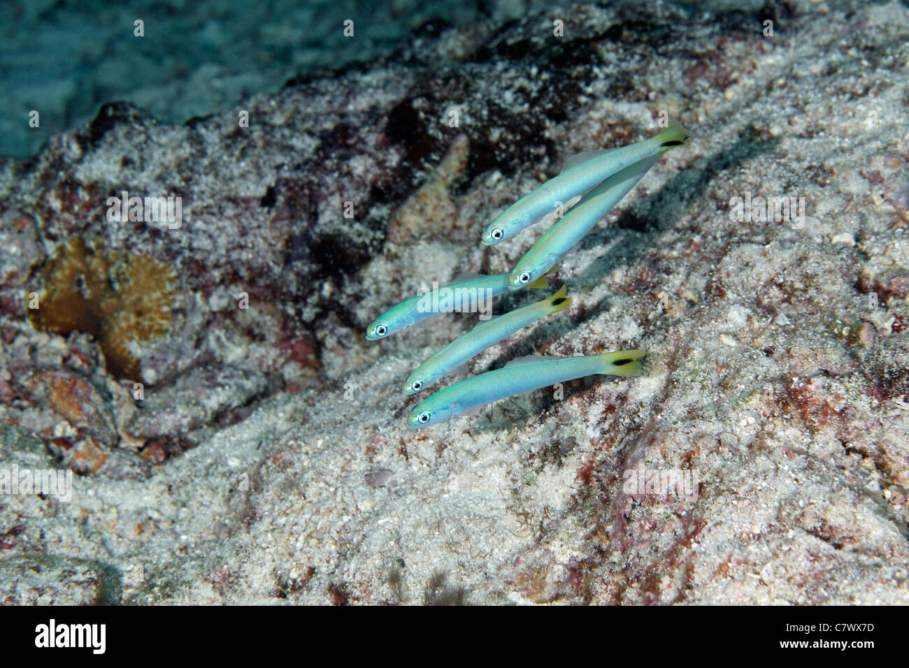 School five Spottail Dartfish, Ptereleotris heteroptera. Stock Photo