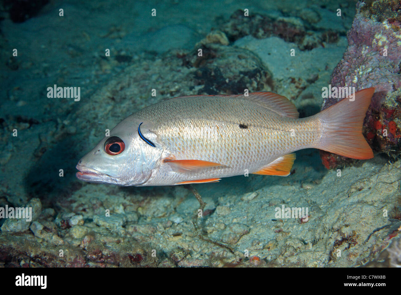 Onespot Snapper, also known as a Onespot Emperor, Lutjanus monostigma, being cleaned by a Bluestreak Cleaner Fish. Stock Photo