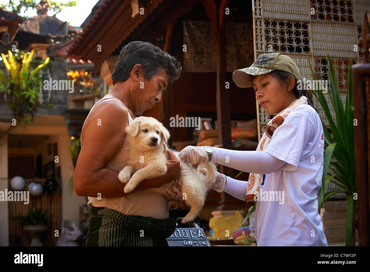 Vaccinating a dog in Bali against the rabies virus Stock Photo