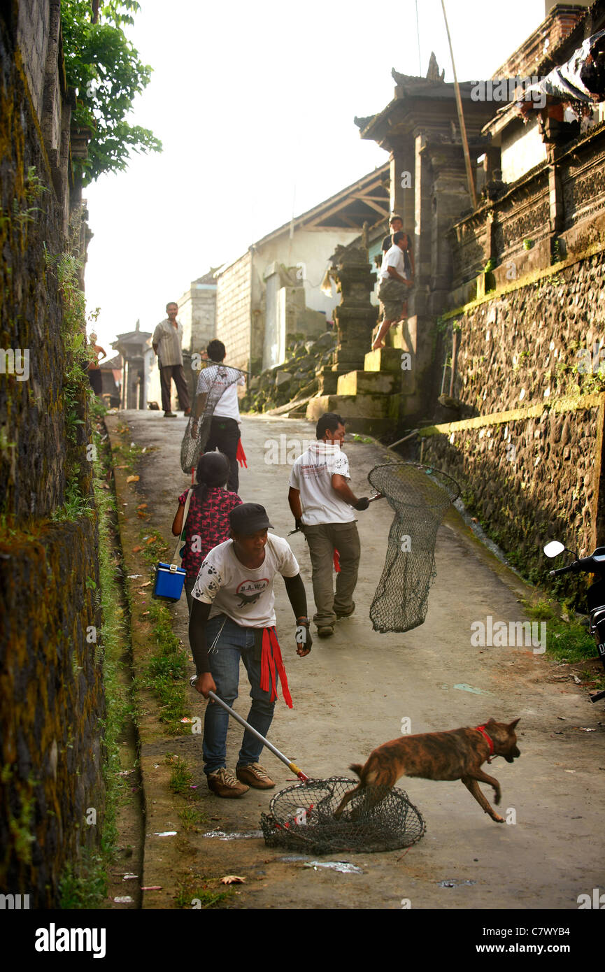Rabies vaccination team in Bali Stock Photo