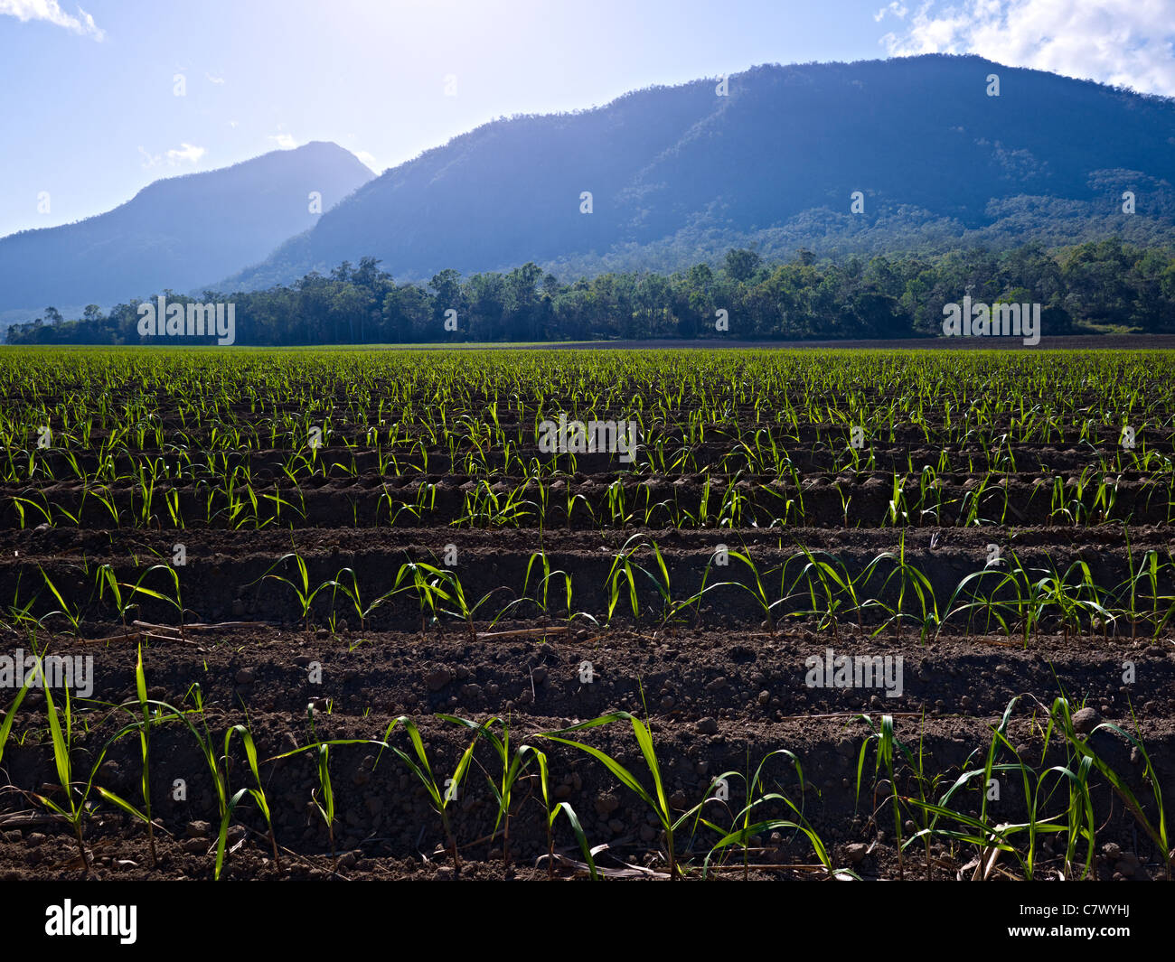 Sugar cane field North Queensland Australia Stock Photo
