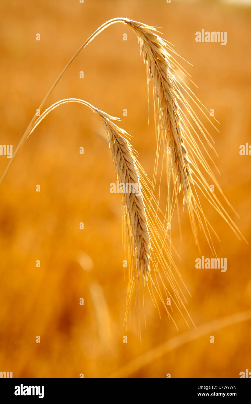 golden wheat two spikes of ripe cereal upside down Stock Photo