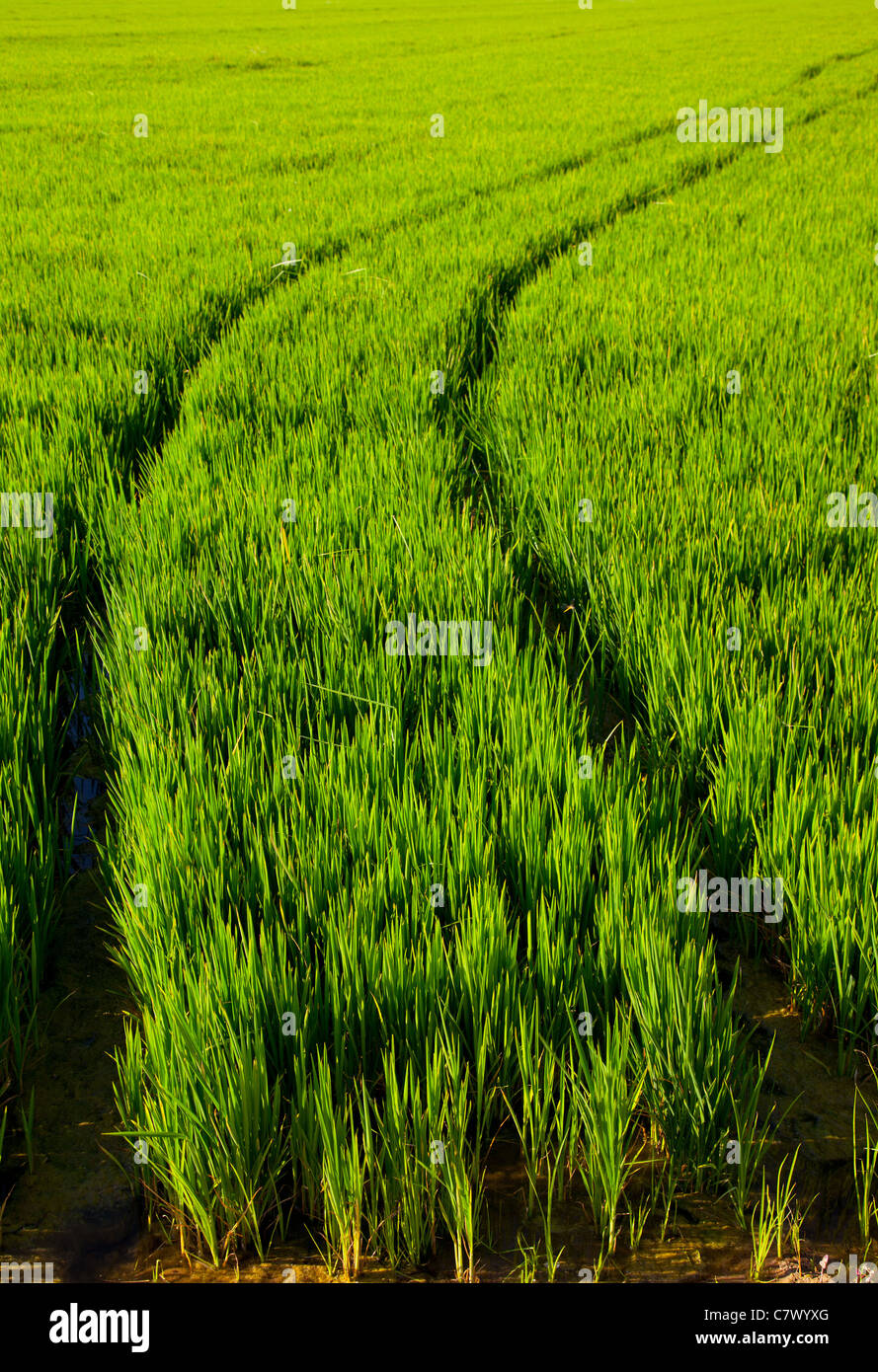 green grass rice field in Spain with tractor wheels footprint Stock