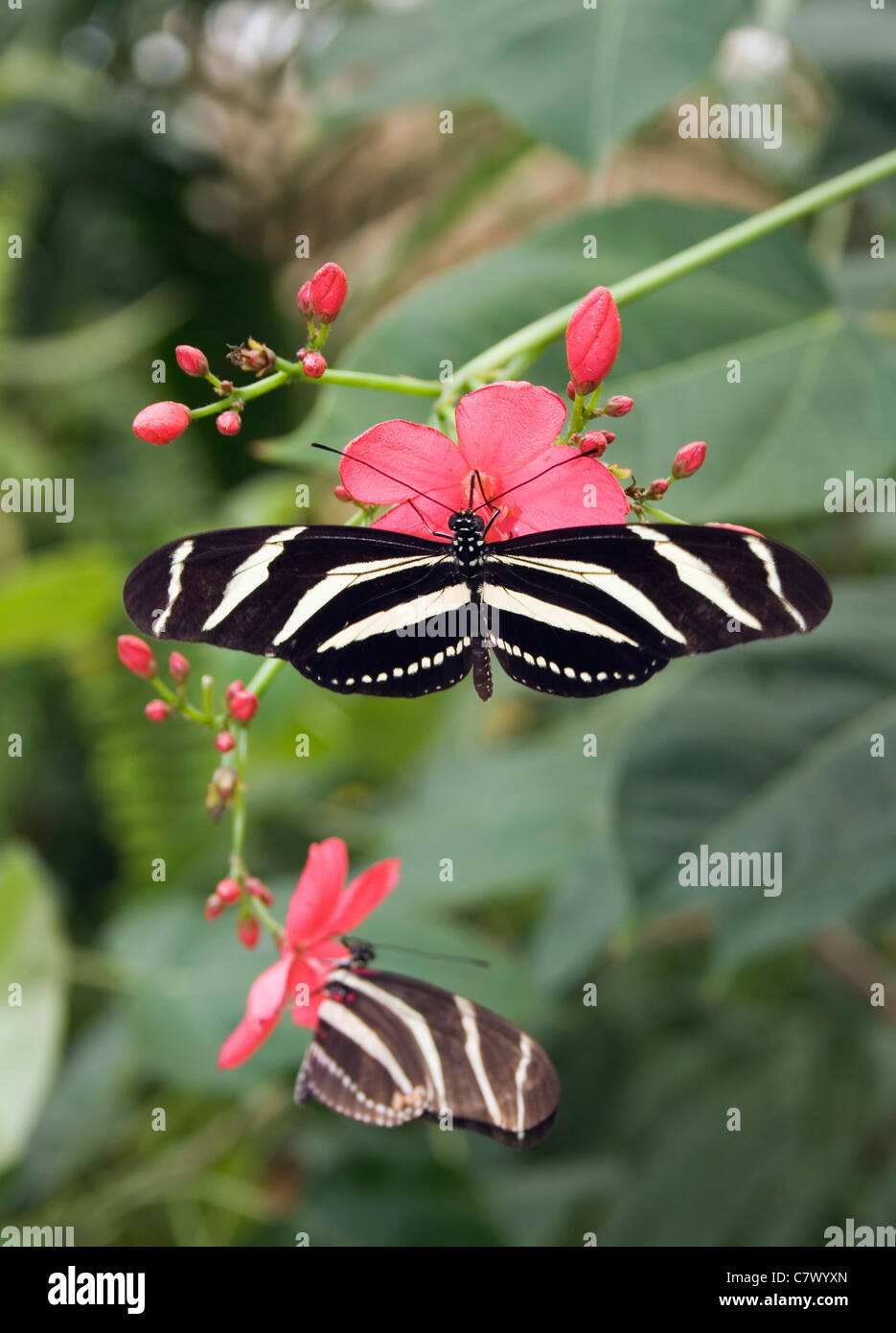 Zebra Longwing or Zebra Heliconian butterfly. Benalmadena Butterfly Park, Benalmadena Pueblo, Málaga, Costa del Sol, Spain. Stock Photo