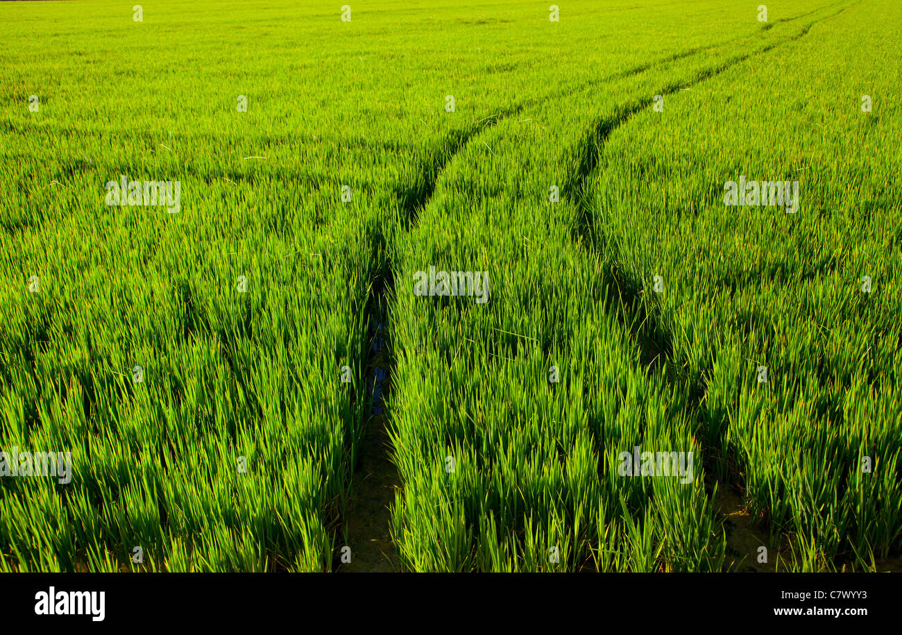 green grass rice field in Spain with tractor wheels footprint Stock