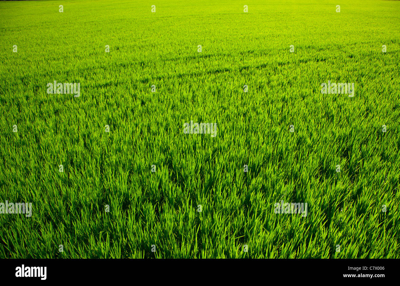 green grass rice cereal field in Valencia Spain Stock Photo Alamy