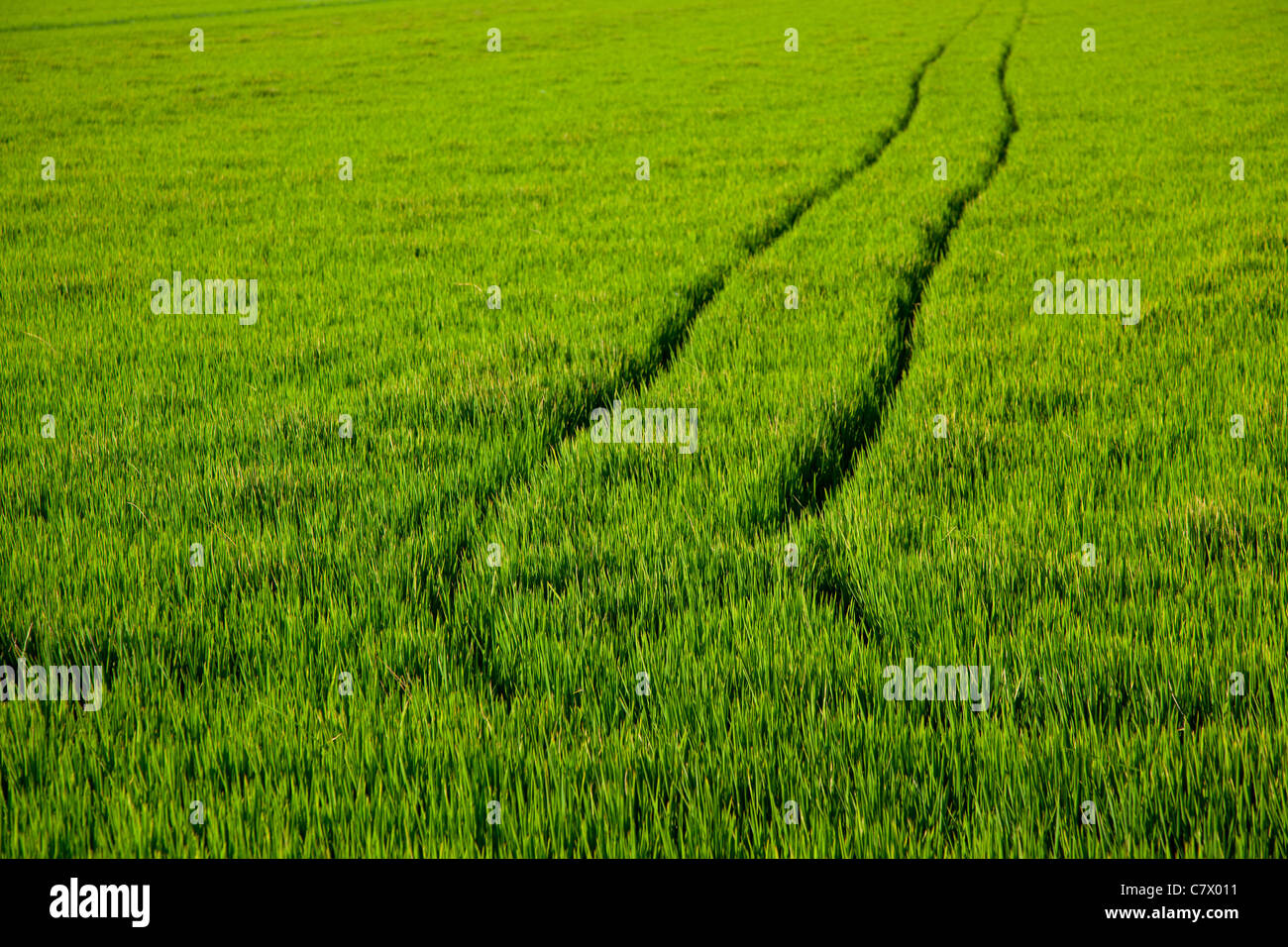 green grass rice field in Spain with tractor wheels footprint Stock