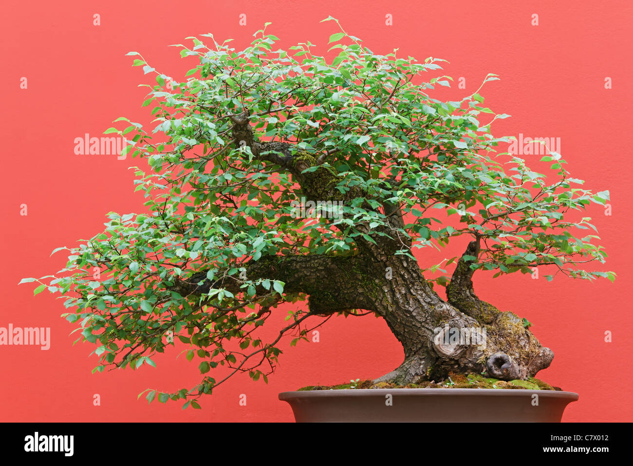 beautiful Zelkova tree bonsai over red background Stock Photo