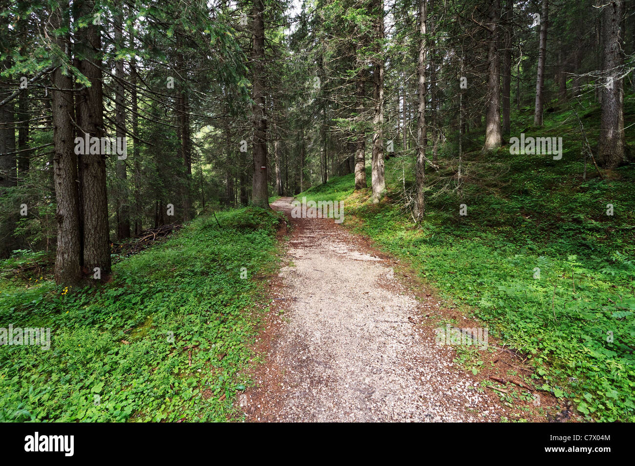 alpine footpath through the forest on summer Stock Photo