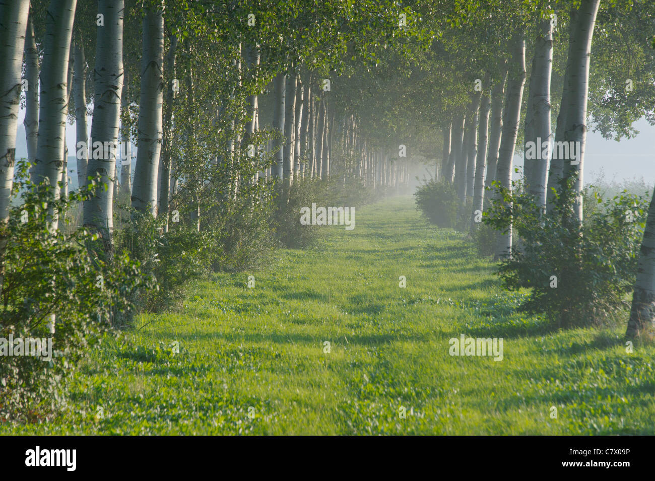 Alley bordered by trees Stock Photo