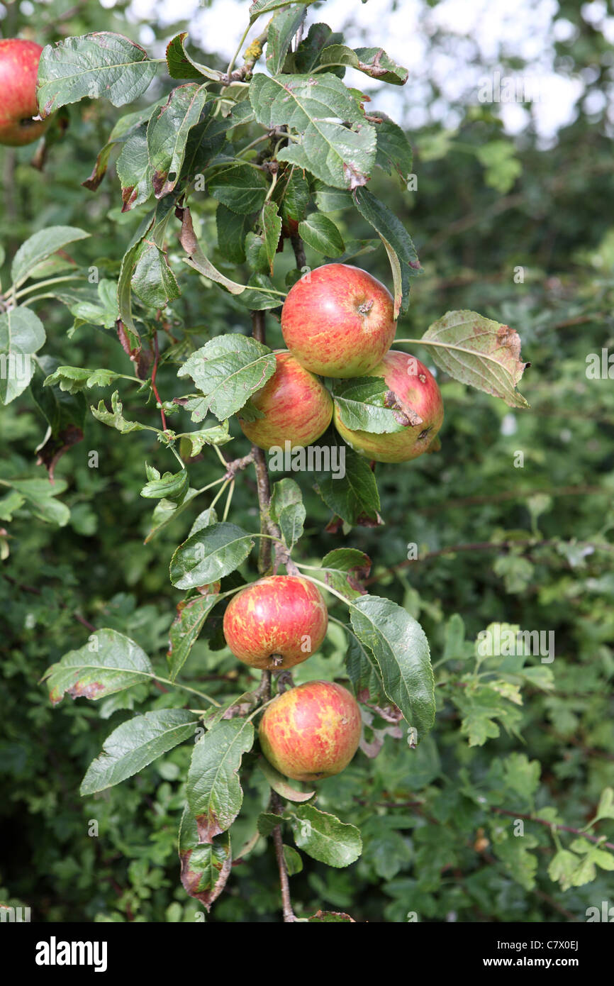 Picture of Bunch of apples growing ona tree hi-res stock photography and images ...
