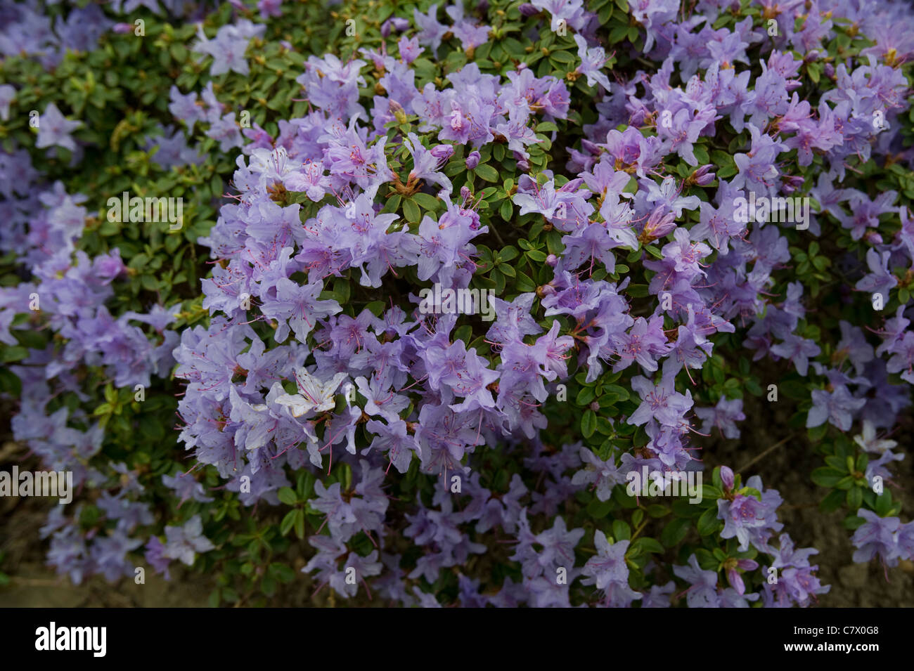 Rhododendron flowers on hedge Stock Photo - Alamy