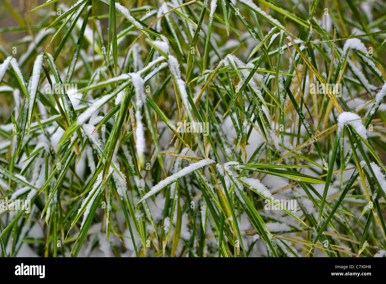 Ice on grass Stock Photo Alamy