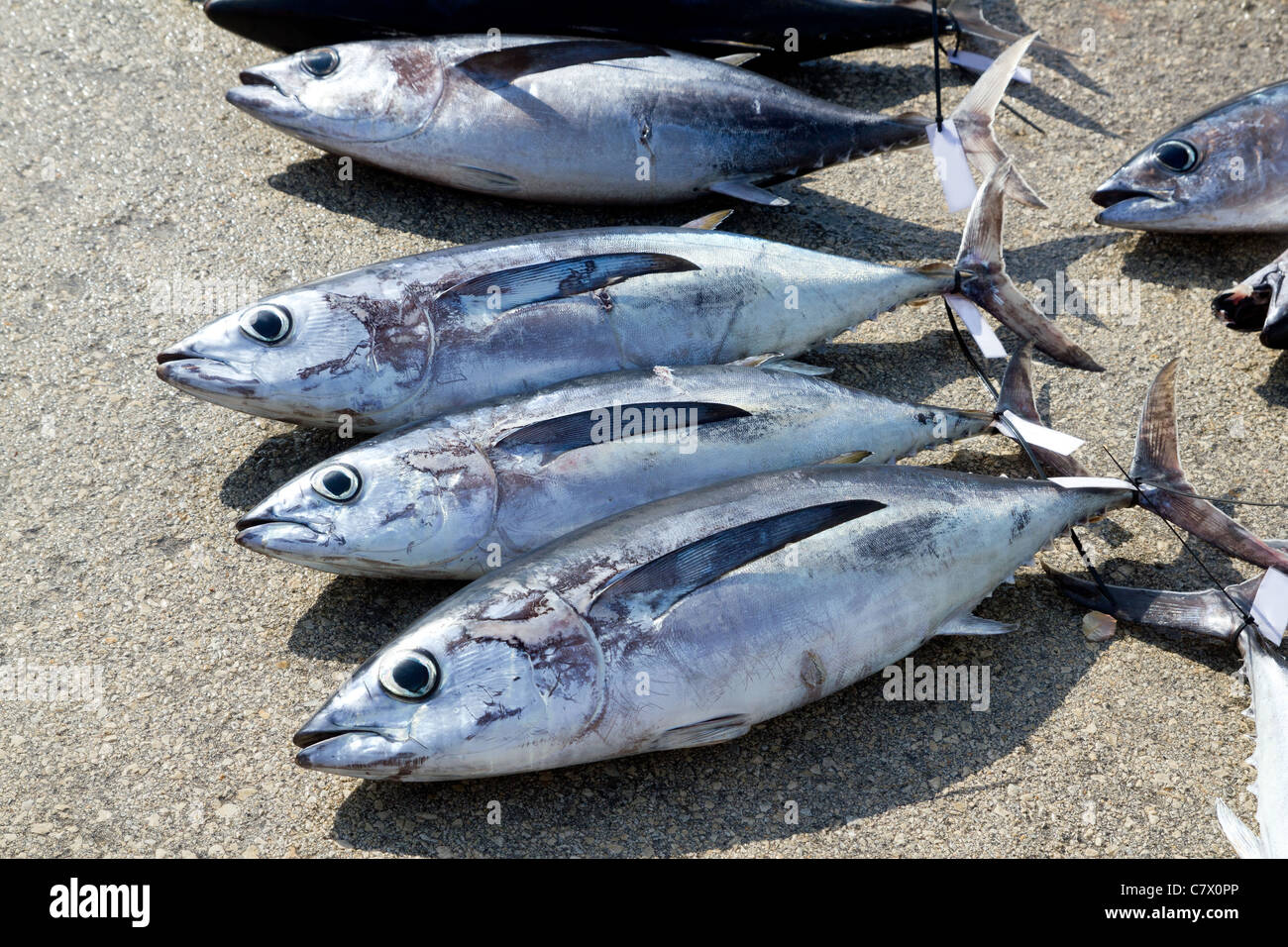 Albacore tuna fish Thunnus Alalunga catch in fishing tourney Stock Photo Alamy