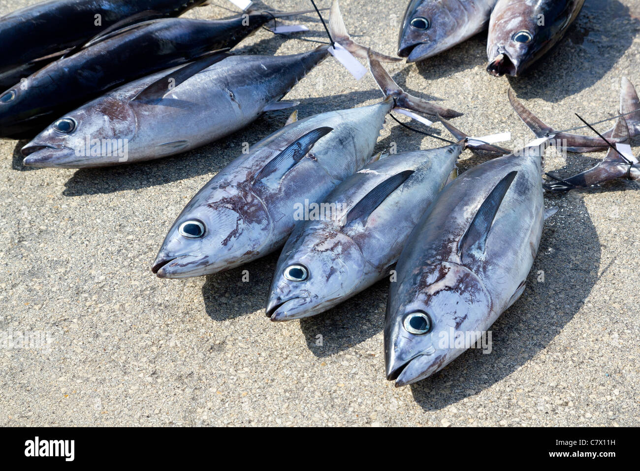 Albacore tuna fish Thunnus Alalunga catch in fishing tourney Stock Photo