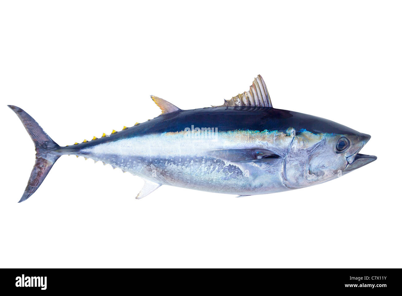 Bluefin tuna Thunnus thynnus saltwater fish isolated on white Stock Photo
