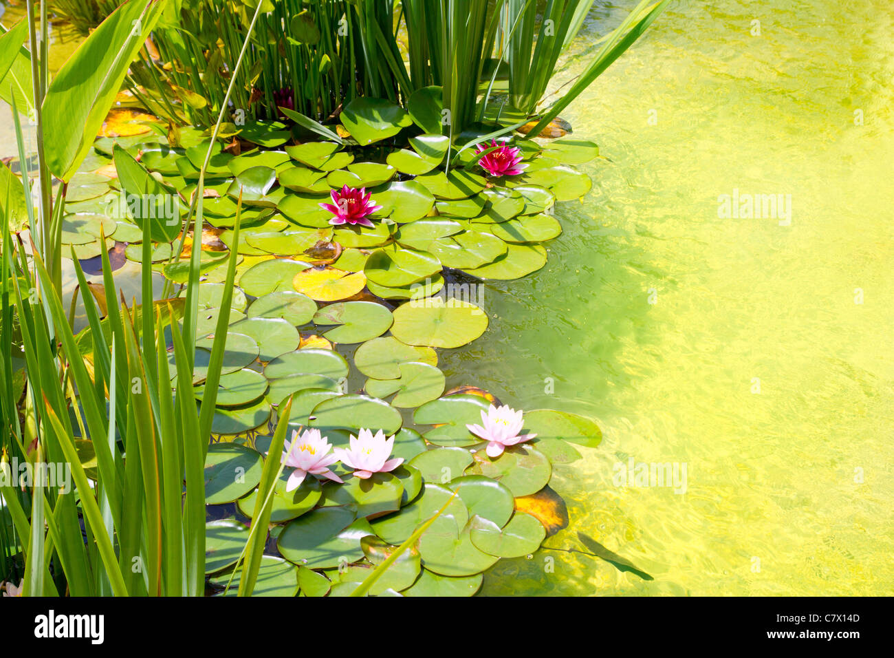 Nenufar Water Lilies on green water pond with clean water Stock Photo