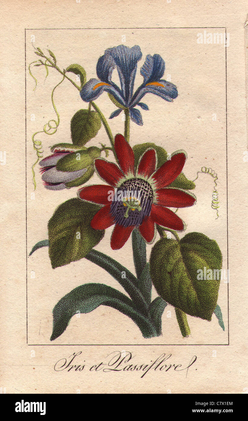 Blue iris and passionflower, Iris spuria and Passiflora alata. Stock Photo