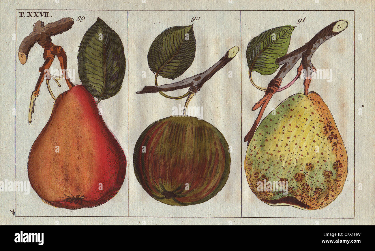 Pear varieties, Pyrus communis: Bonne de Soulers (91), Bergamot (90), Winterkonigsbirn (89). Stock Photo