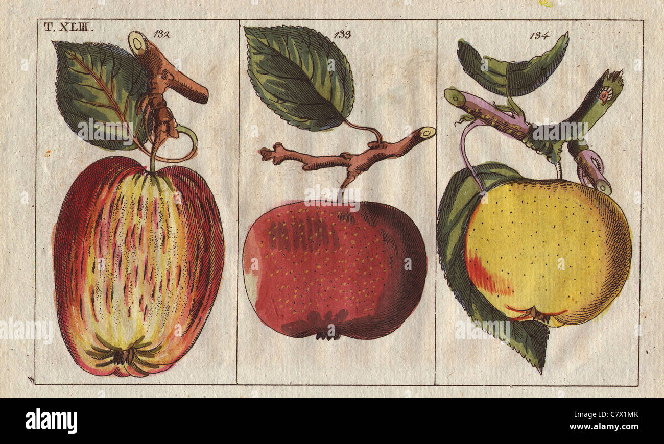 Apple varieties, Malus domestica: Schlotter apfel, Scarlet nonpareil, Seidenhemdchen, Sydenham, Winterfussapfel, winter. Stock Photo