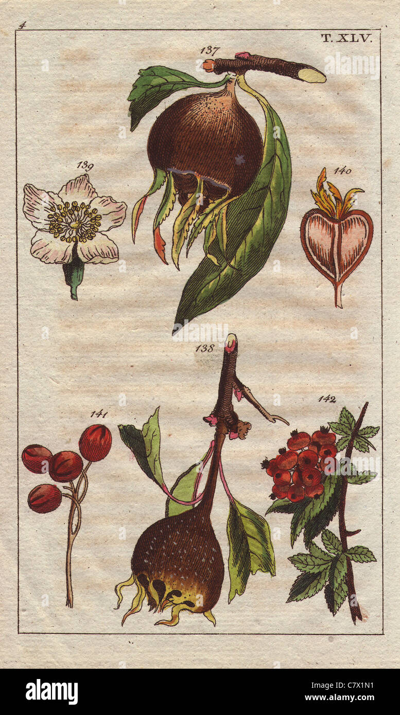 Common medlar, Mespilus germanica, fruit, flowers, tree. Stock Photo
