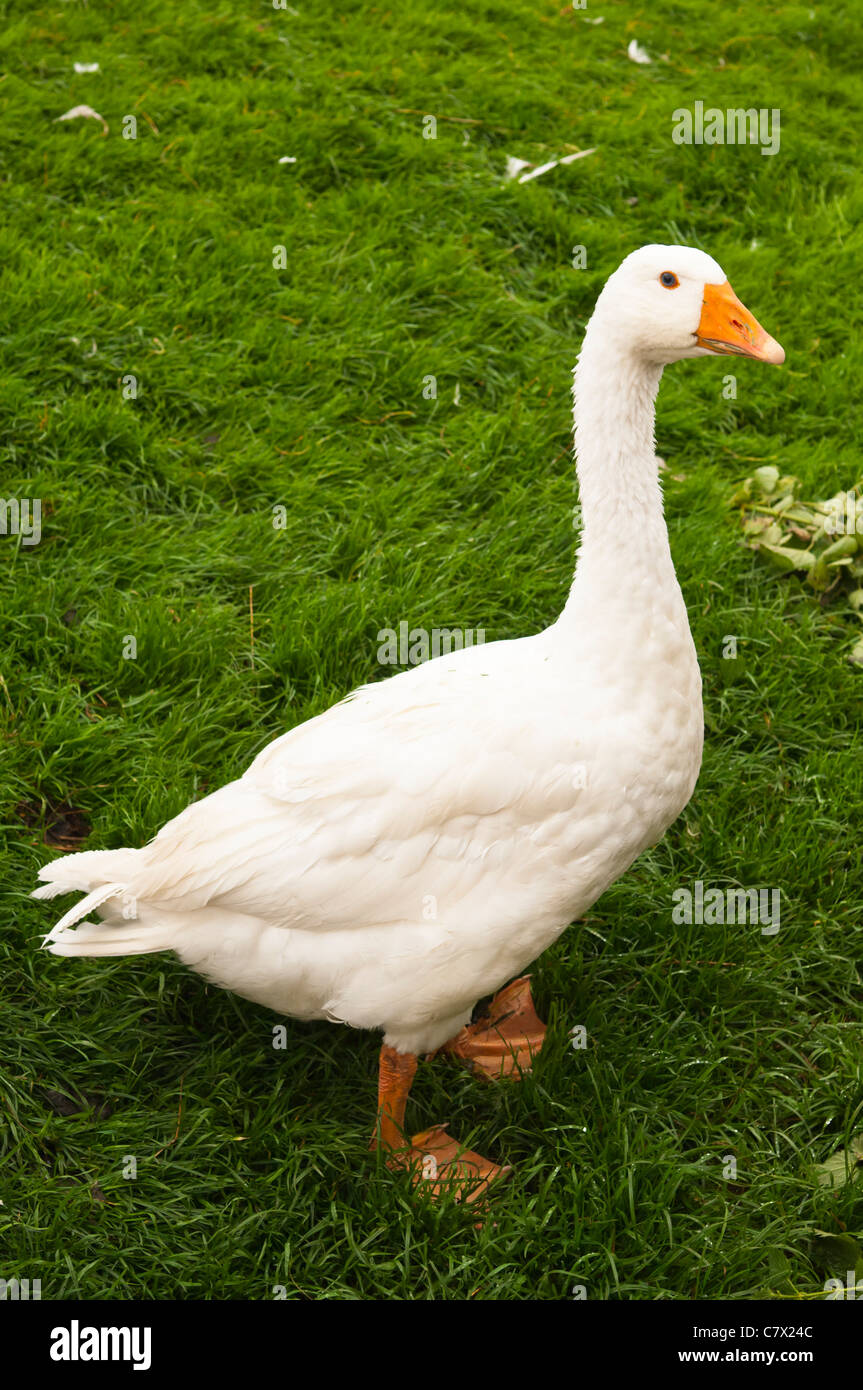 A white goose in the Uk Stock Photo