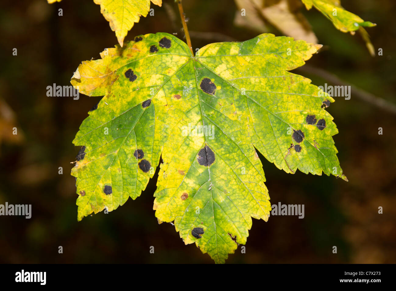 Black Spot On A Sycamore Leaf Stock Photo Alamy