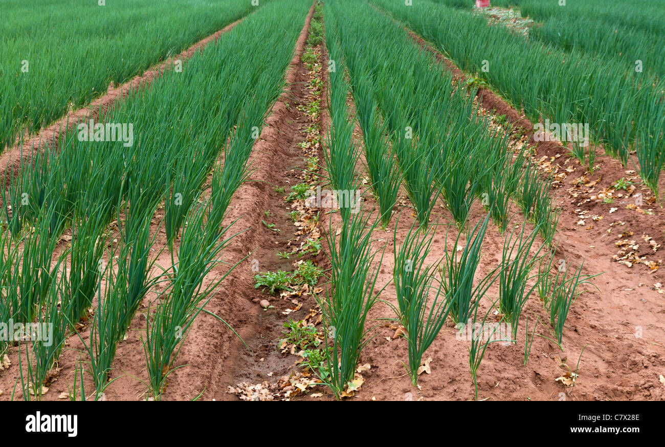 Spring onion crop hi-res stock photography and images - Alamy