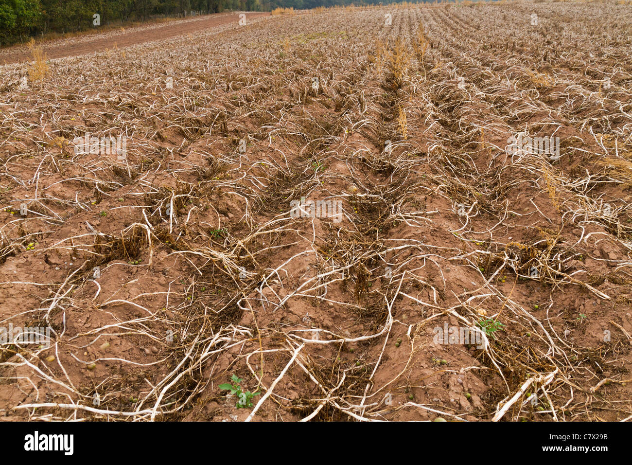 A Potato Crop Ready For Harvest In Shropshire Stock Photo Alamy A Potato Crop Ready For Harvest In Shropshire Stock Photo Alamy