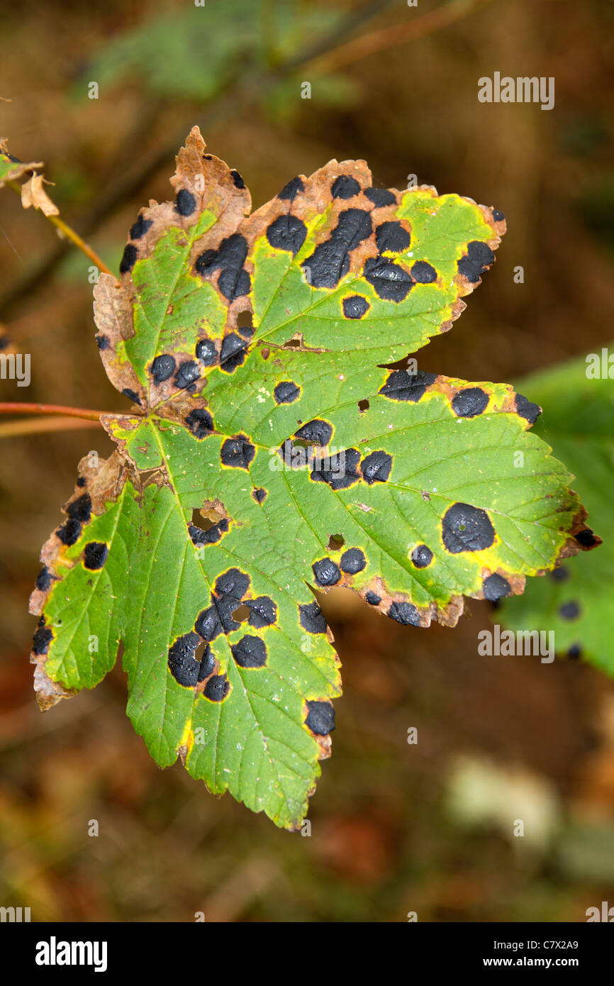 Leaf Spot High Resolution Stock Photography and Images Alamy