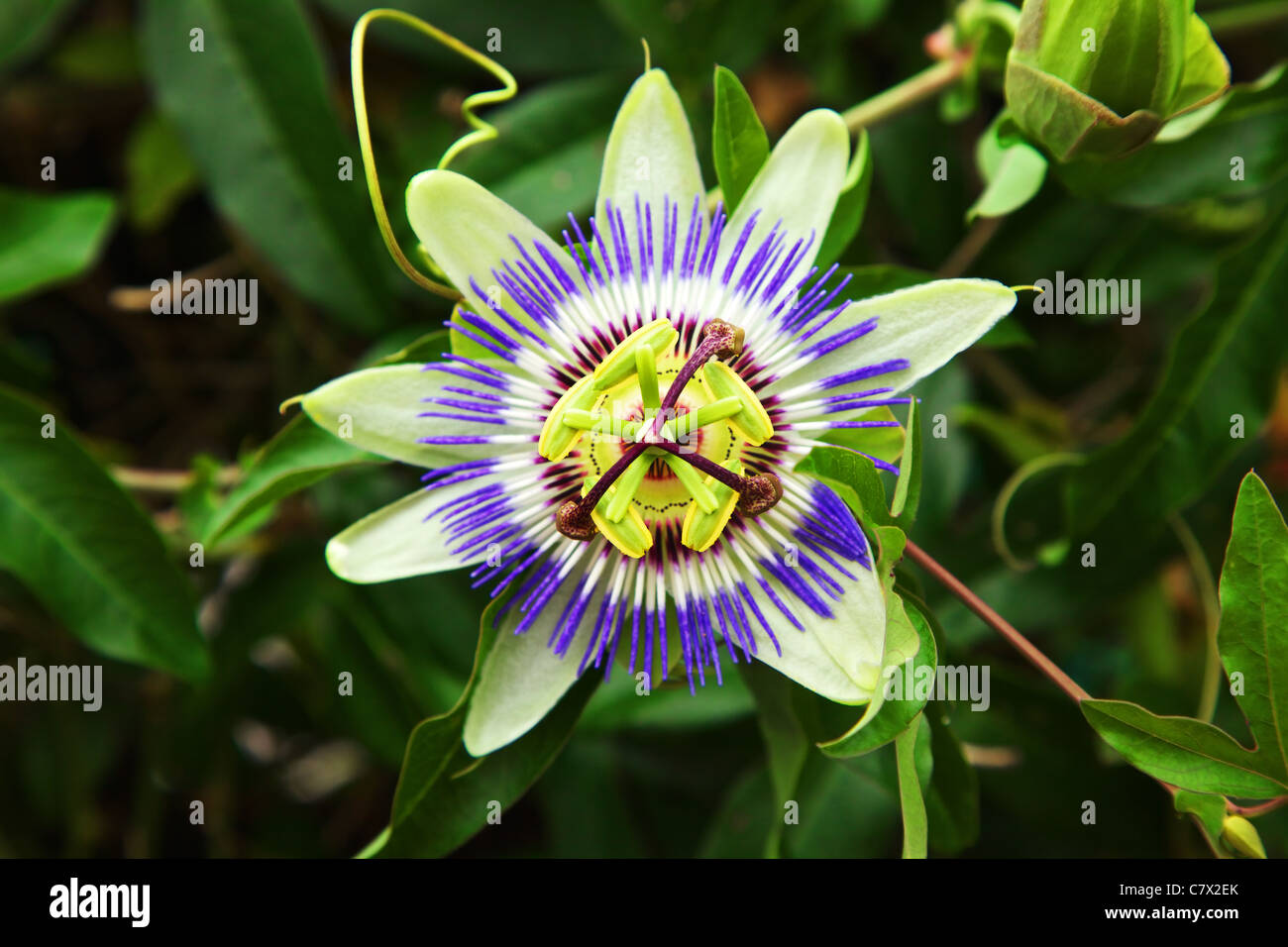 Passiflora caerulea close up image Stock Photo