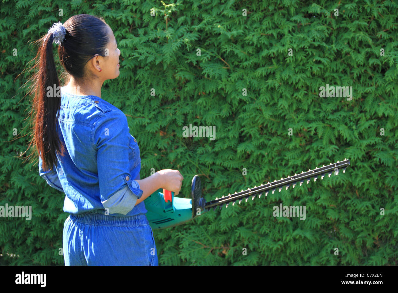 to cut a hedge in the garden Stock Photo Alamy
