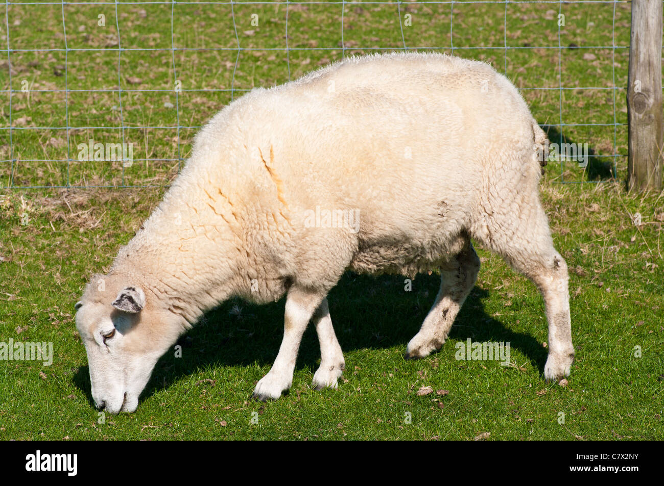 A Sheep Grazing eating Grass side view uk Stock Photo - Alamy