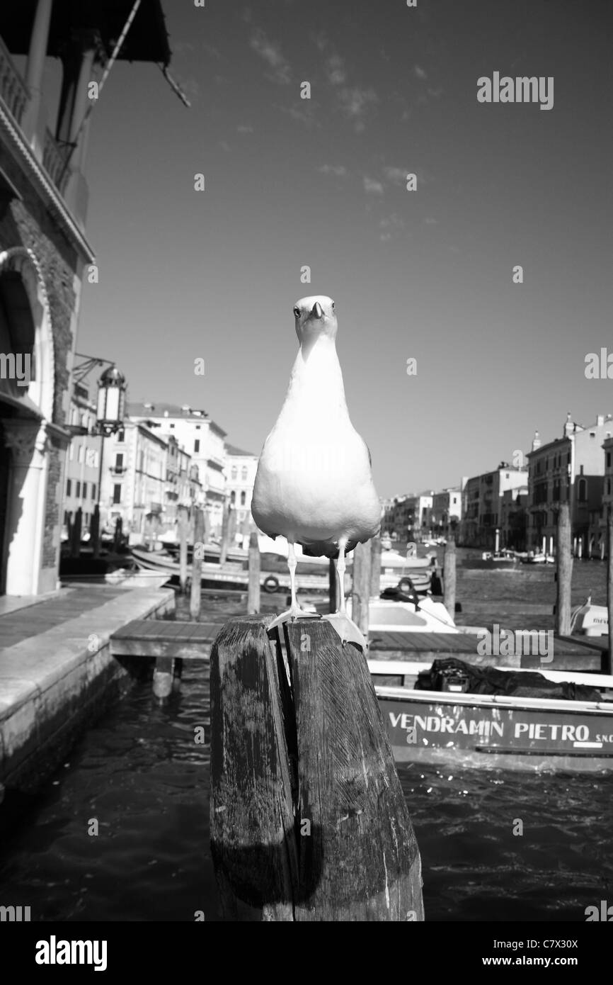 Venice, Italy, seagulls Stock Photo Alamy
