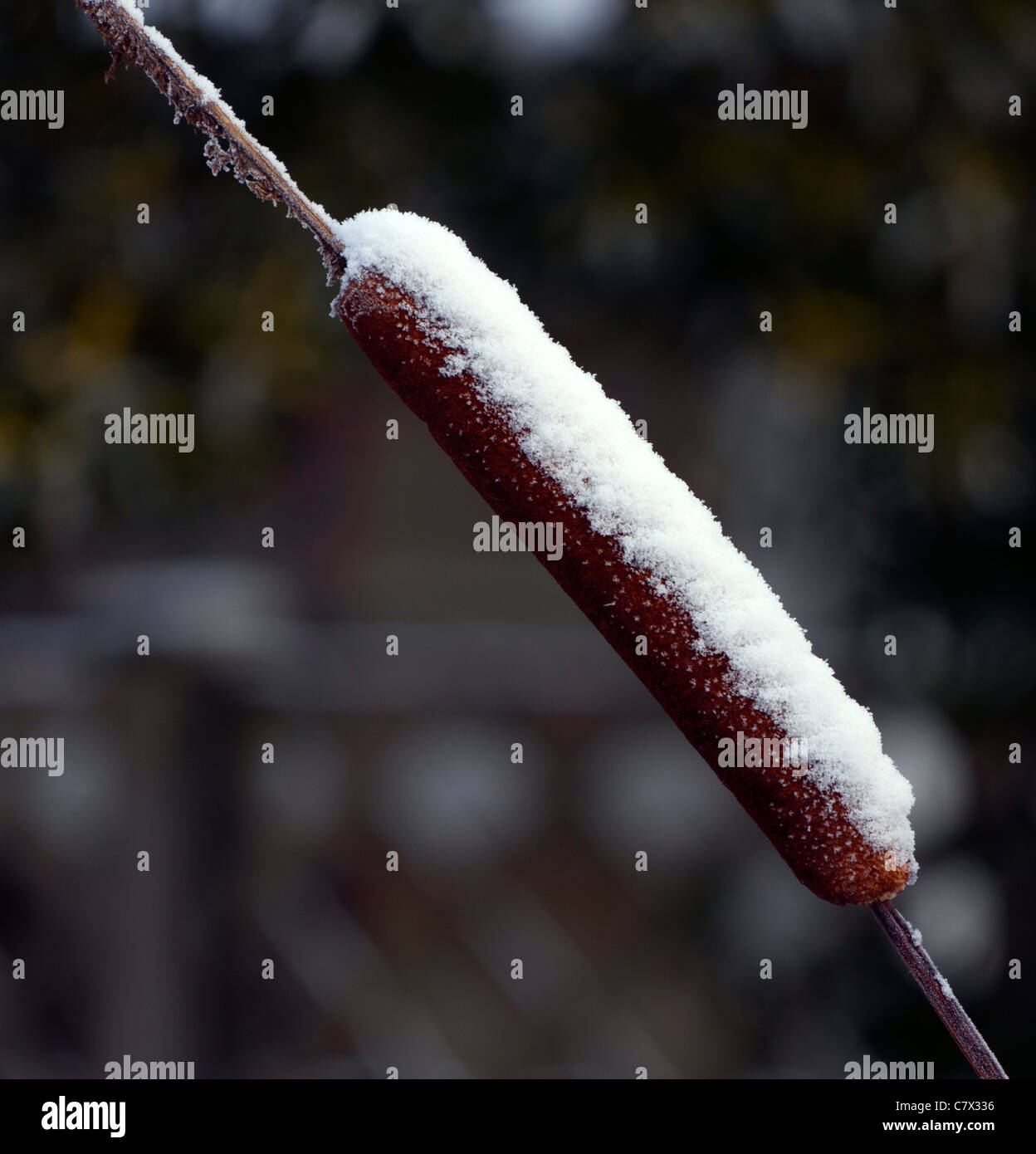 Snow covered balrush, looking something like a frankfurter sausage Stock Photo