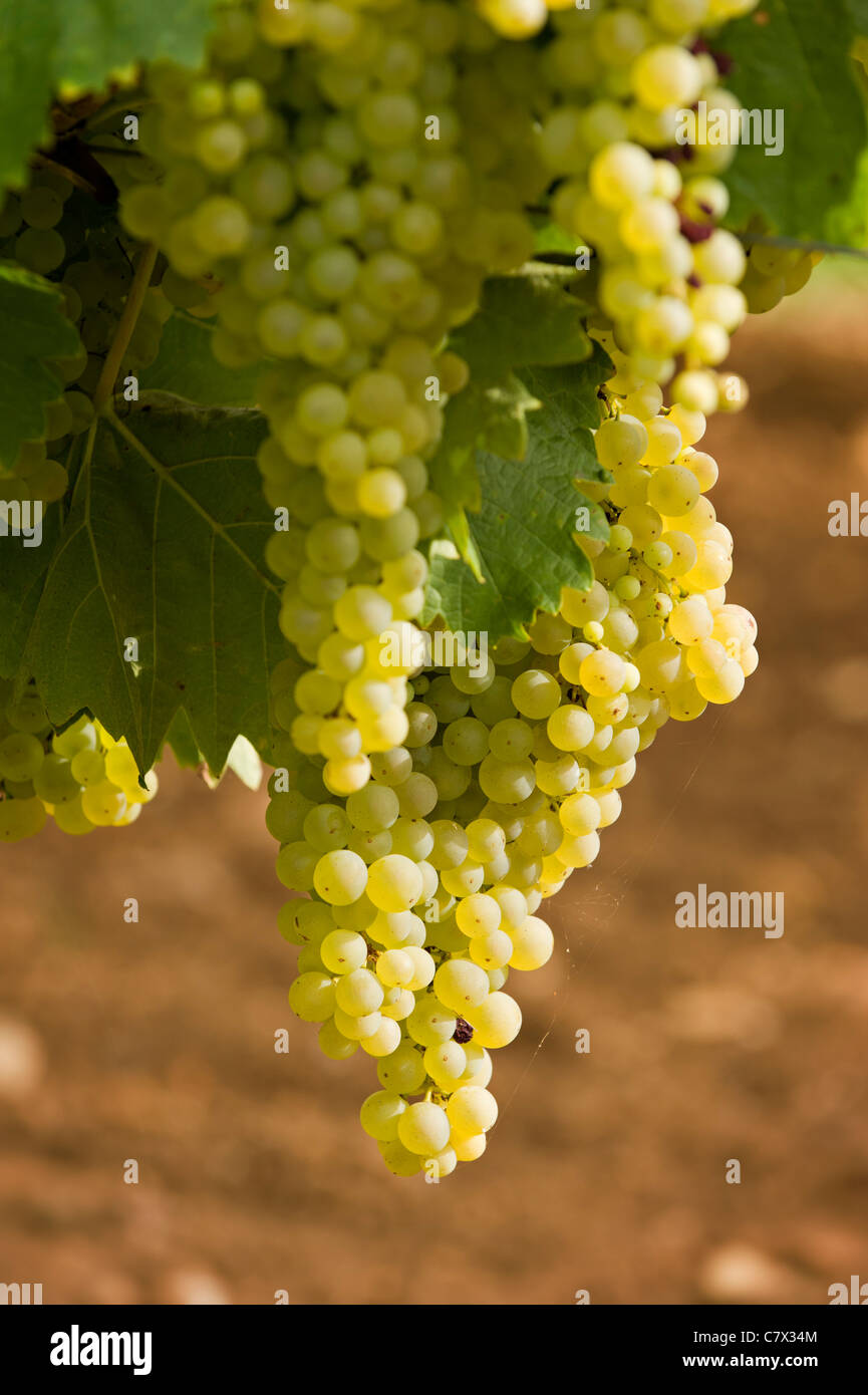 Ugni Blanc Grapes For Sale informacionpublica.svet.gob.gt