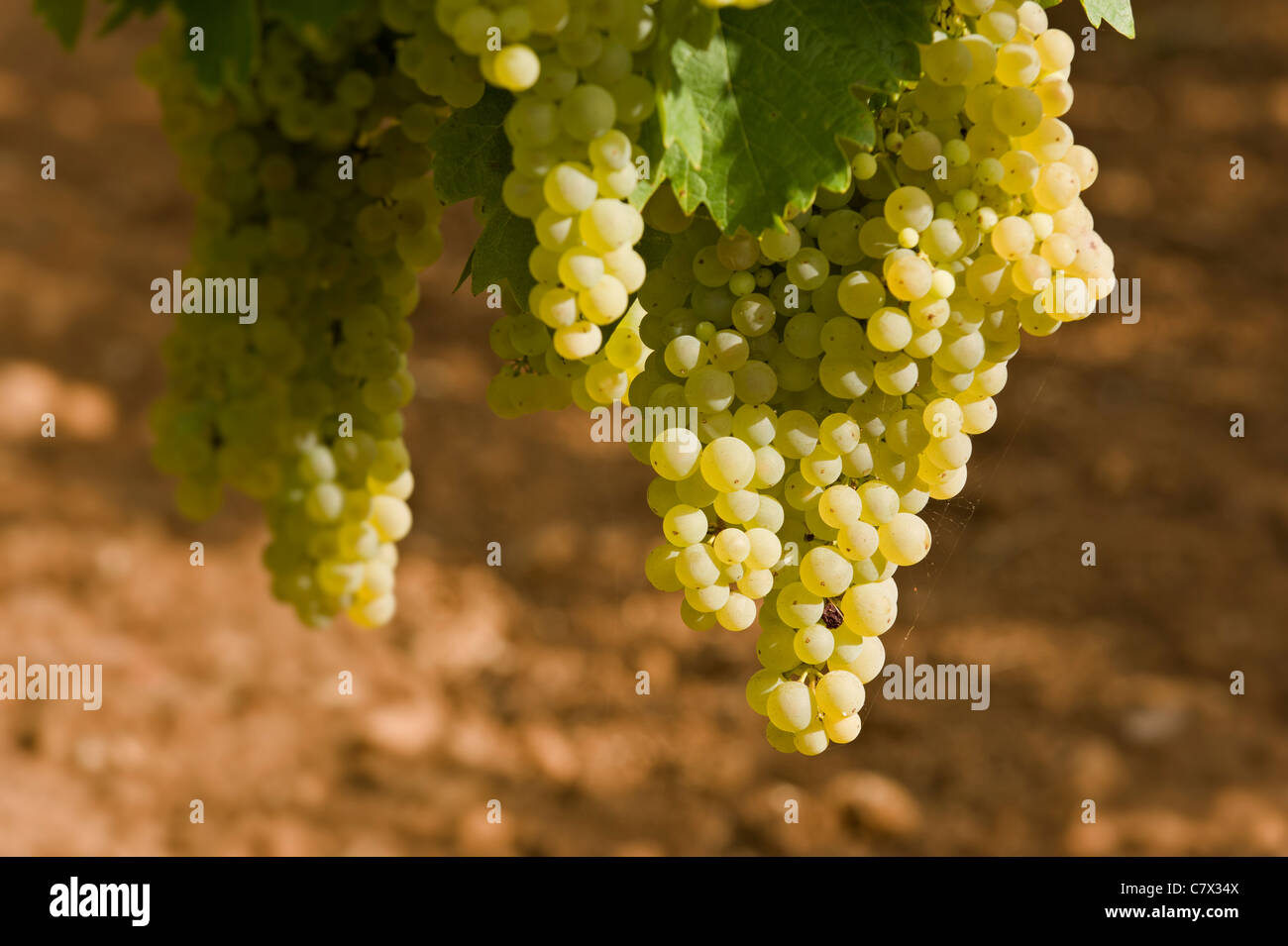 Ugni Blanc grape used to make cognac, Charente, France Stock Photo Alamy