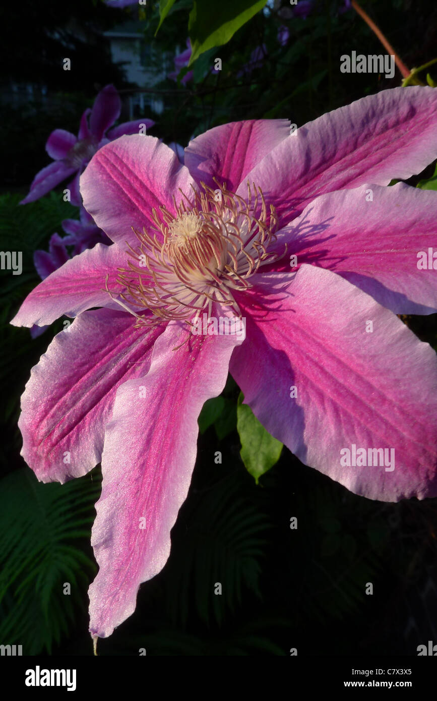 Closeup of a clematis 'Dr. Ruppel' bloom Stock Photo