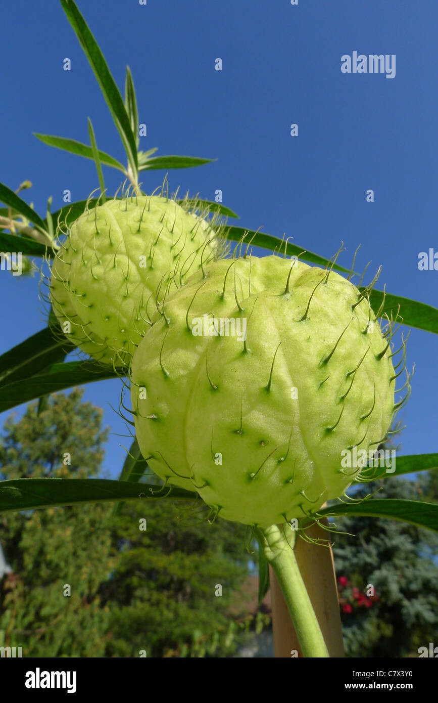 The balloon-like seedpods of Gomphocarpus physocarpus also known as Asclepias physocarpa and the common name Balloon cotton bush Stock Photo