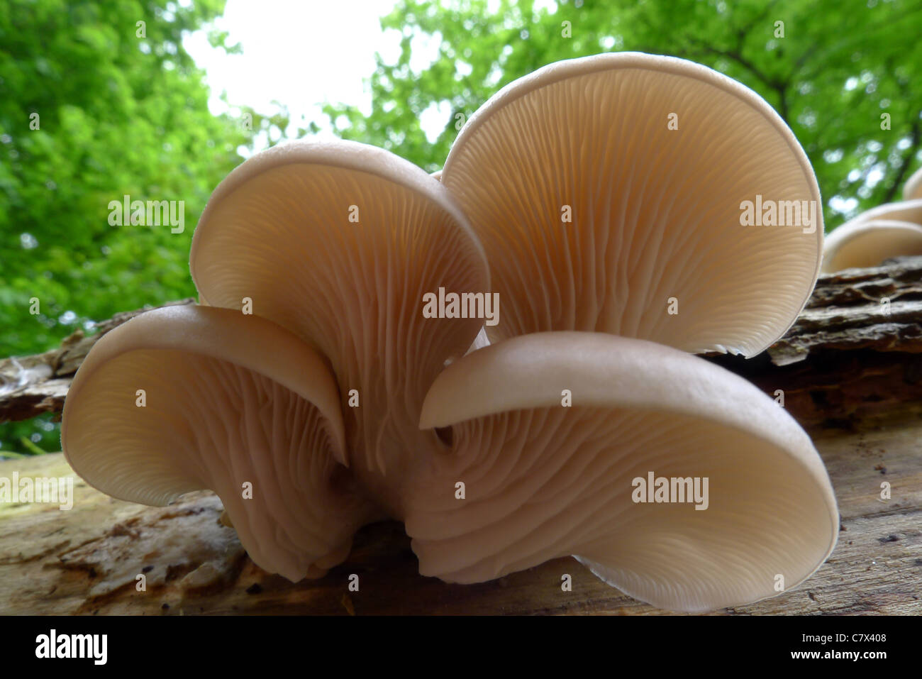 Detail of the gills of oyster mushrooms growing on a fallen tree stump Stock Photo