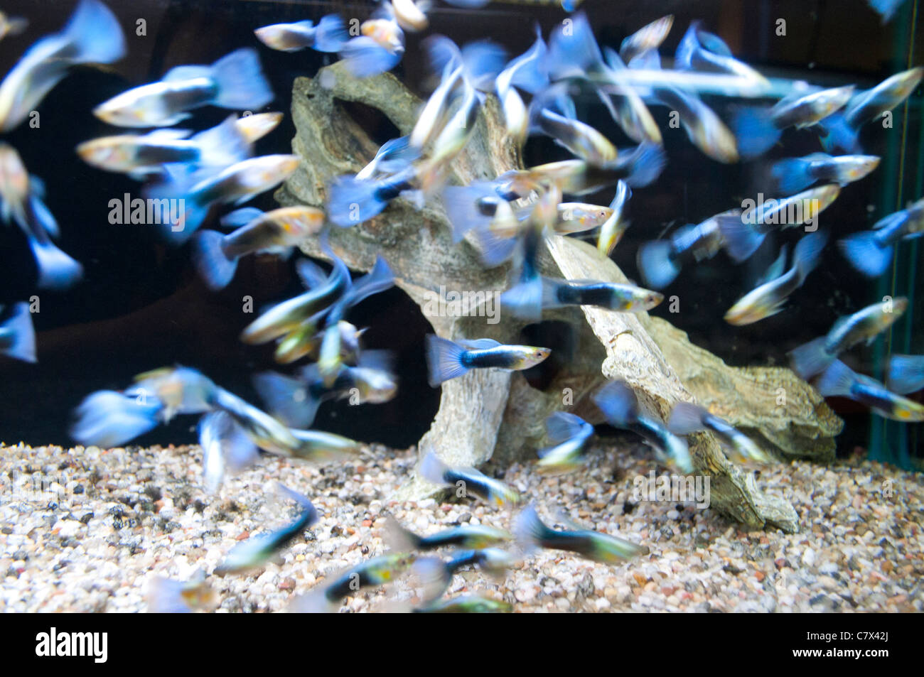 Guppy fish tank hi-res stock photography and images - Alamy